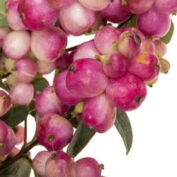 Schneebeere dunkel rosa Treasure 80cm