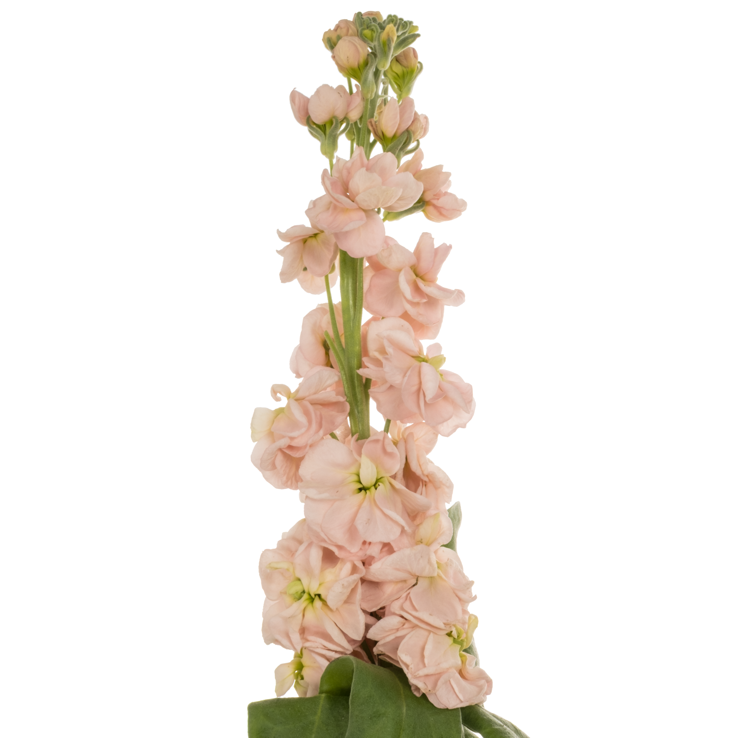 Levkoje apricot Milla Salmon 80cm