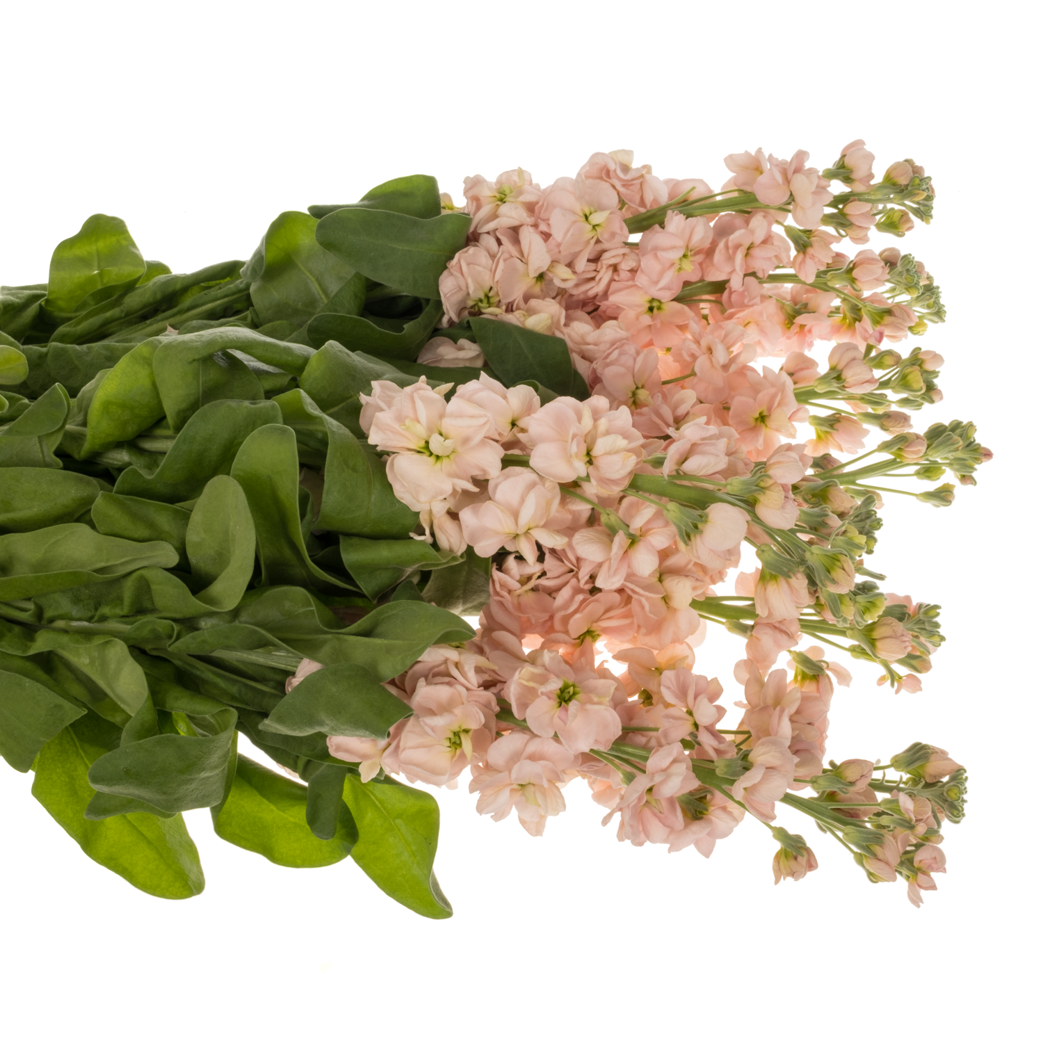 Levkoje apricot Milla Salmon 80cm
