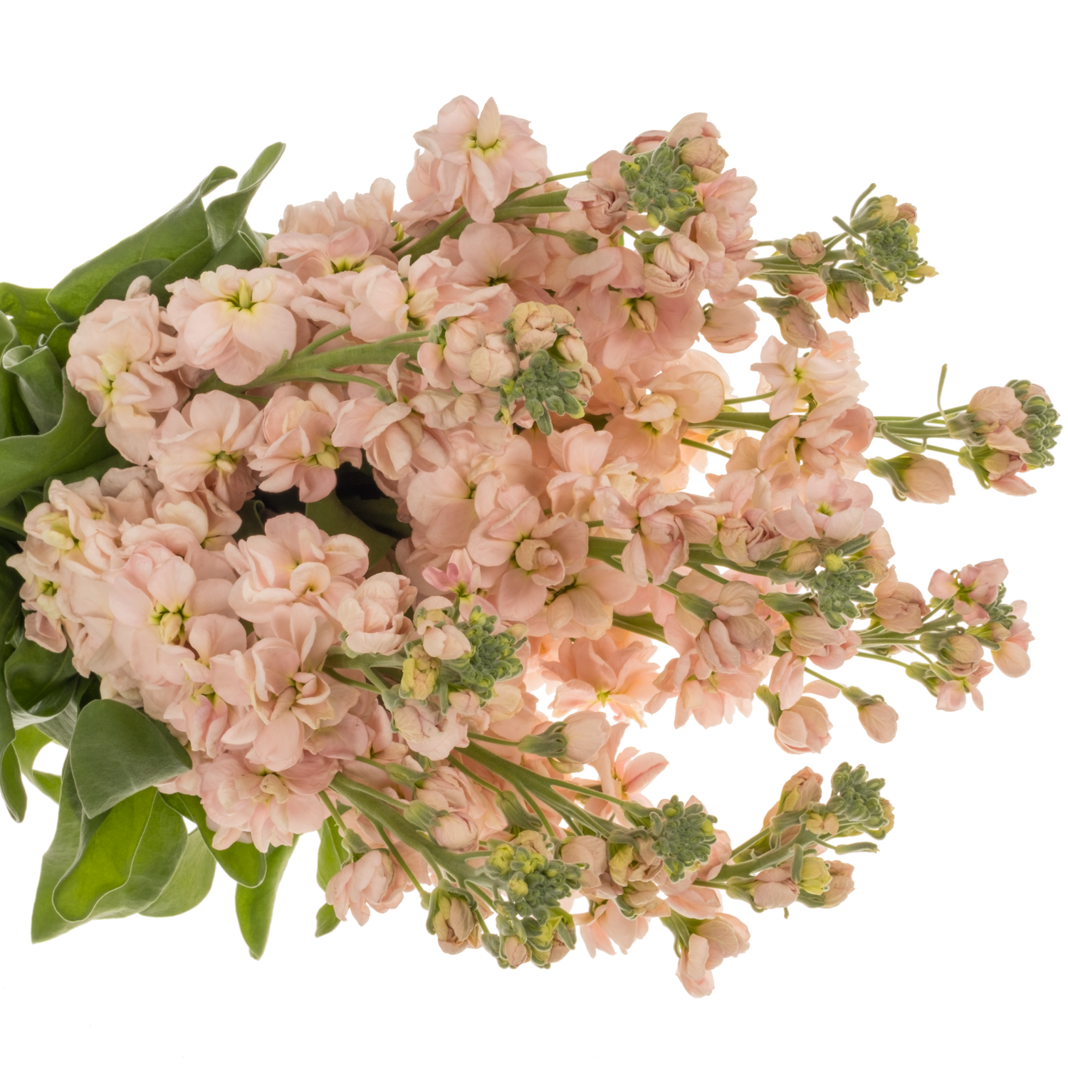 Levkoje apricot Milla Salmon 80cm