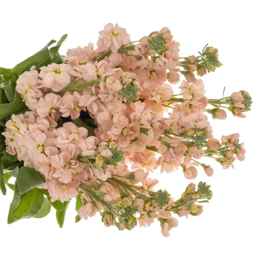 Levkoje apricot Milla Salmon 80cm