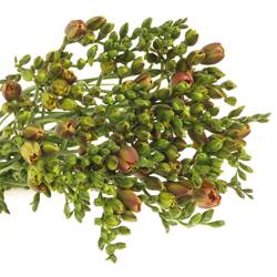 Freesie aprico Peachy 24 Gramm