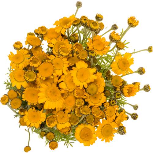 Sommerblumen gelb sonstig 50cm