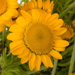 Sommerblumen gelb sonstig 50cm