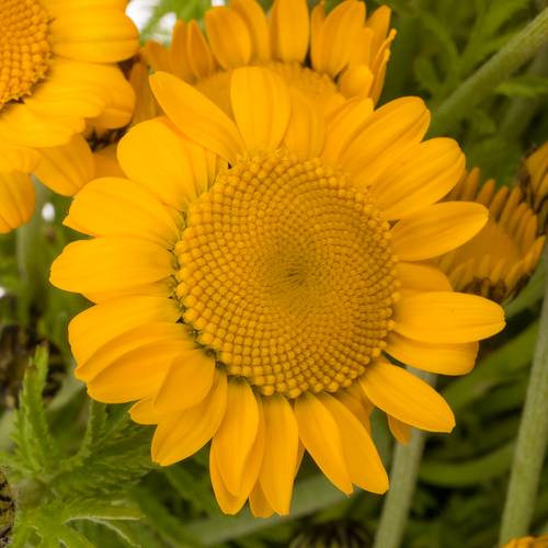 Sommerblumen gelb sonstig 50cm