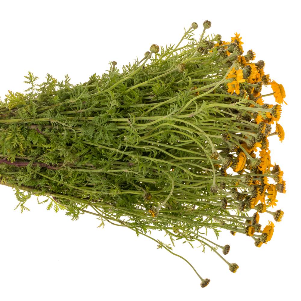Sommerblumen gelb sonstig 50cm