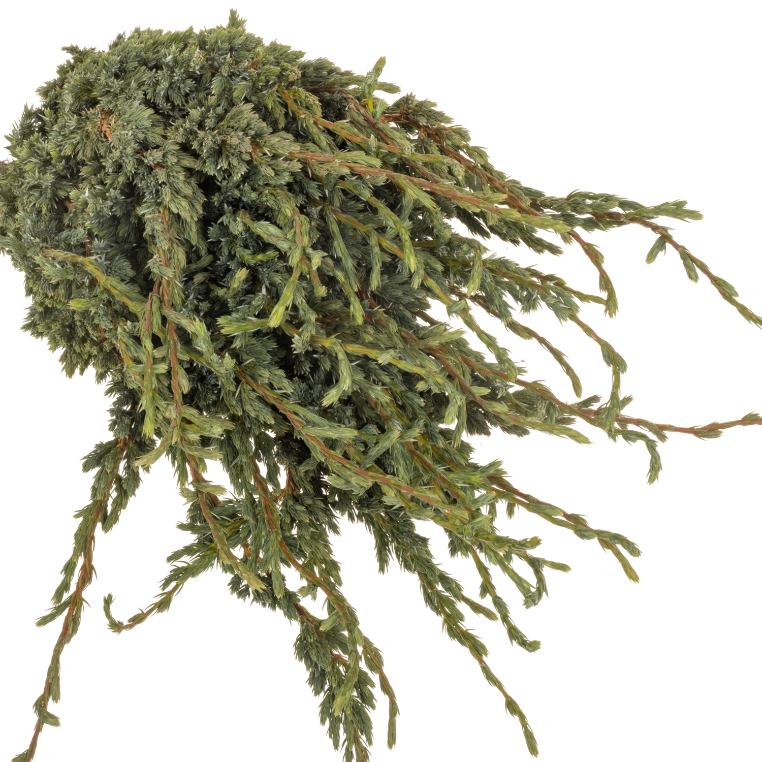 Konifere grün Meyeri 40cm 400 gramm bund