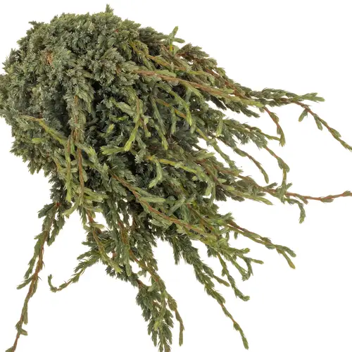 Konifere grün Meyeri 40cm 400 gramm bund
