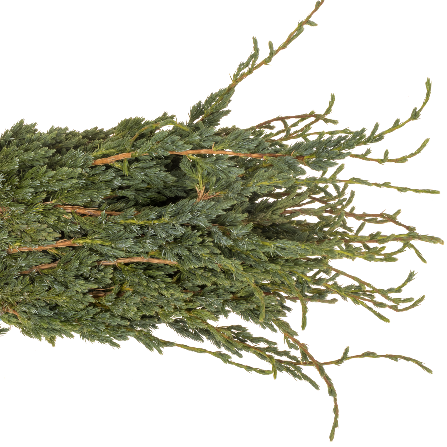 Konifere grün Meyeri 40cm 400 gramm bund