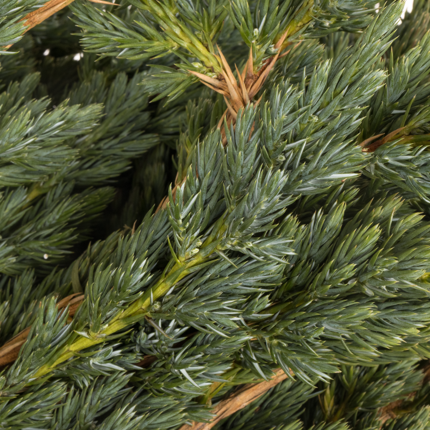 Konifere grün Meyeri 40cm 400 gramm bund