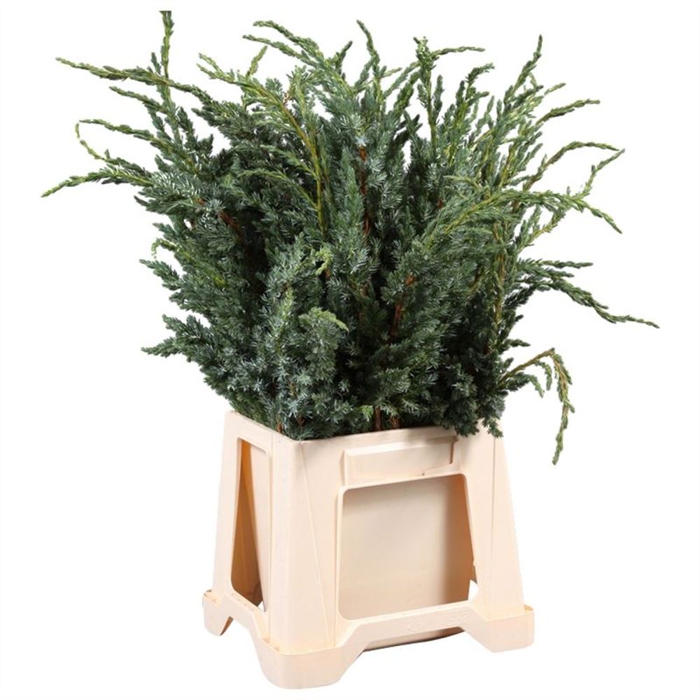 Konifere grün Meyeri 40cm 400 gramm bund
