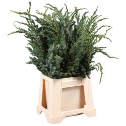 Konifere grün Meyeri 40cm 400 gramm bund