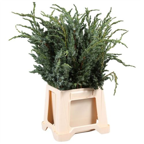 Konifere grün Meyeri 40cm 400 gramm bund