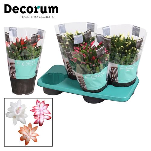 Schlumberg.mix T17 H032