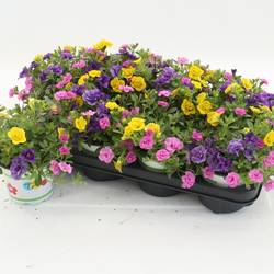 Calibrachoa Trixi Petticoat gelb/rosa/violett T12 H020
