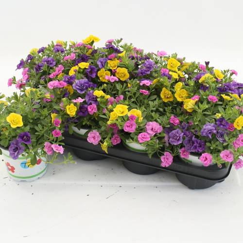Calibrachoa Trixi Petticoat gelb/rosa T12 H020