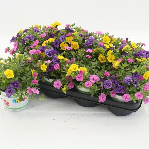 Calibrachoa Trixi Petticoat gelb/rosa T12 H020
