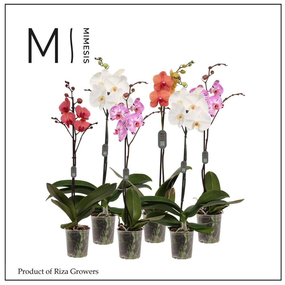 Phal.1-R mix Mimesis T12 H060