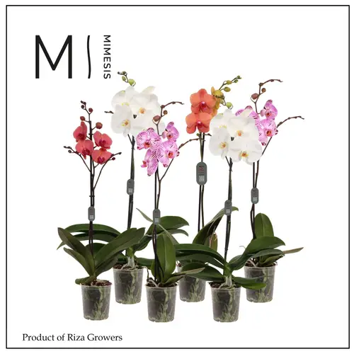 Phal.1-R mix Mimesis T12 H060