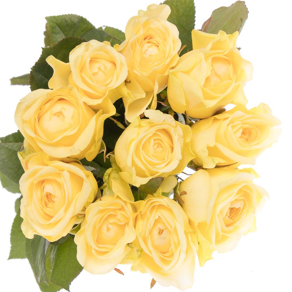 Rose hell gelb Buttercup Import gefüllt 50cm