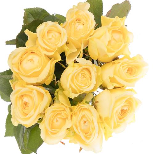 Rose hell gelb Buttercup Import gefüllt 50cm