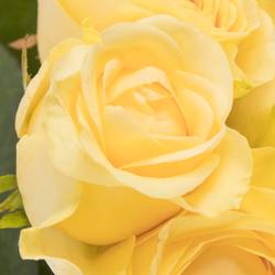 Rose hell gelb Buttercup Import gefüllt 50cm