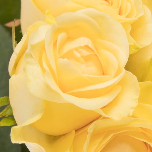 Rose hell gelb Buttercup Import gefüllt 50cm