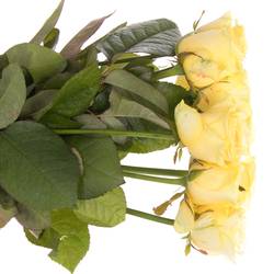 Rose hell gelb Buttercup Import gefüllt 50cm