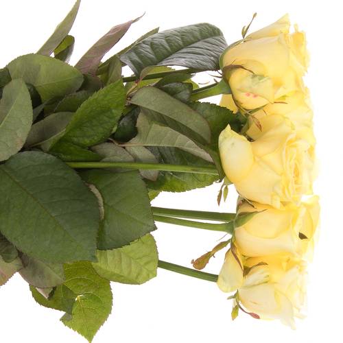 Rose hell gelb Buttercup Import gefüllt 50cm