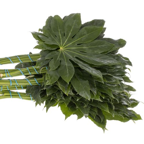 Aralia grün Buendel 40cm Muttertagsangebot