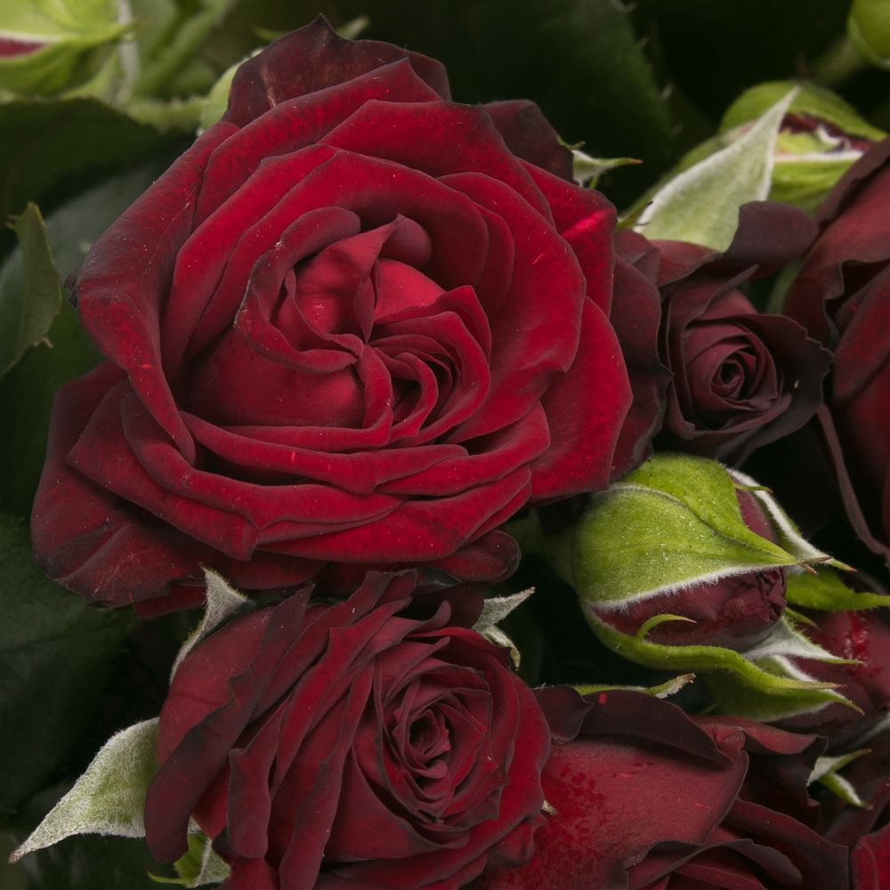 Rose verzweigt rot Angelique 6+Blüte 80cm