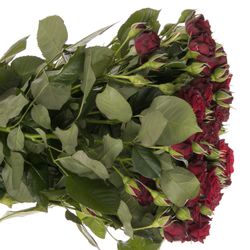 Rose verzweigt rot Angelique 6+Blüte 80cm
