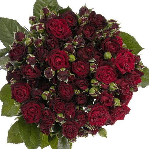 Rose verzweigt rot Angelique 6+Blüte 80cm