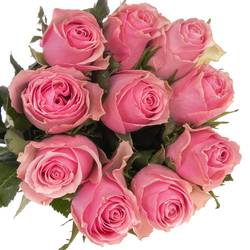 Rose rosa Celeb 50cm
