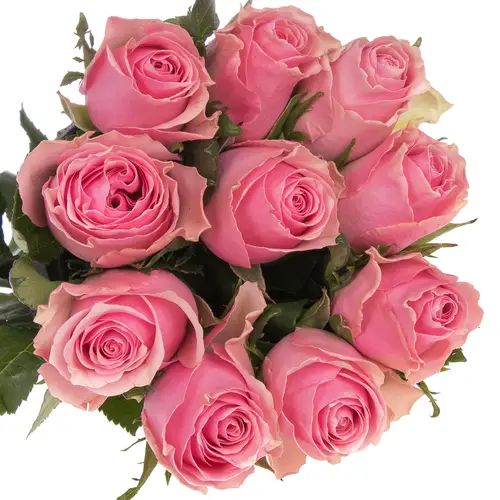Rose rosa Celeb 50cm