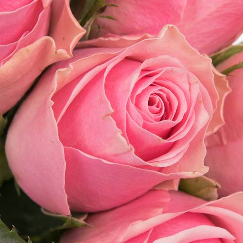 Rose rosa Celeb 50cm