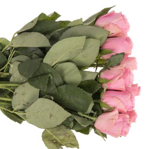 Rose rosa Celeb 50cm