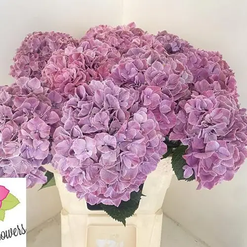 Hortensie lila Sweet Ruby Bol 20cm 60cm