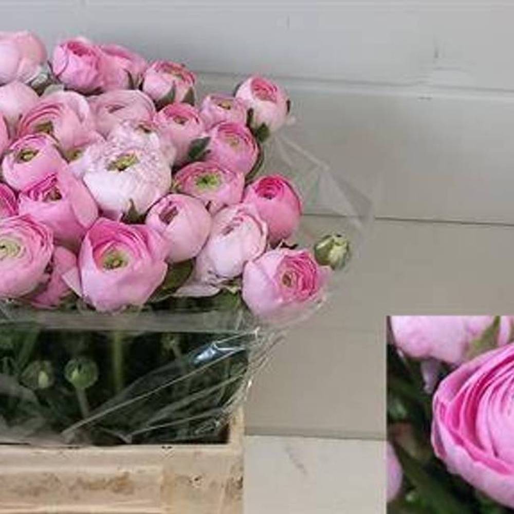 Ranunkel hell rosa Marshmallow 40 Gramm 50cm
