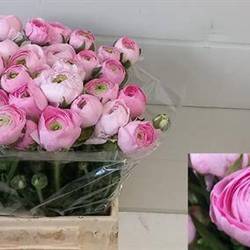 Ranunkel hell rosa Marshmallow 40 Gramm 50cm