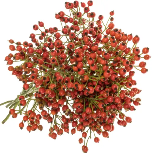 Hagebutte rot Siridon 50cm