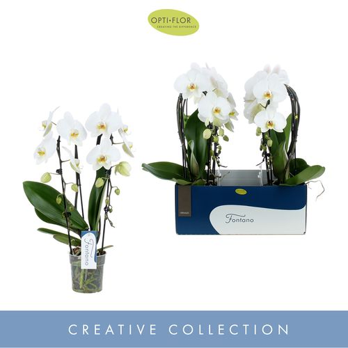 Phal.2-R weiss Fontano Versailles T12 H60