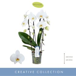 Phal.2-R weiss Fontano Versailles T12 H60