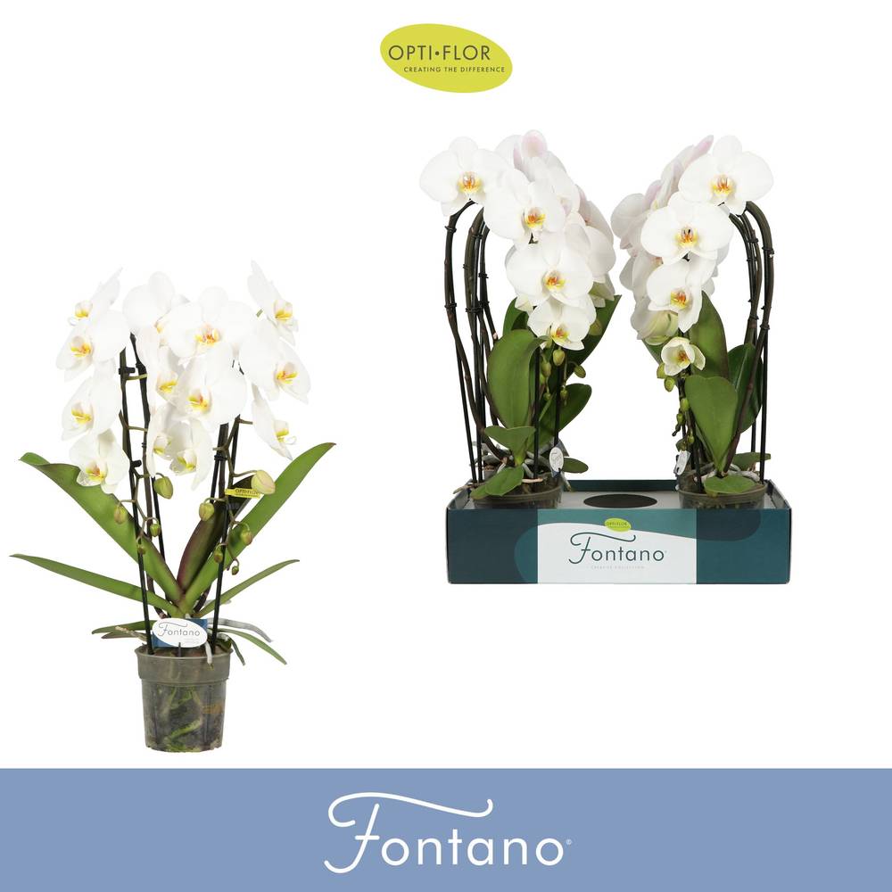 Phal.2-R weiss Fontano Versailles T12 H060