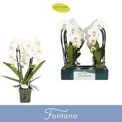 Phal.2-R weiss Fontano Versailles T12 H060