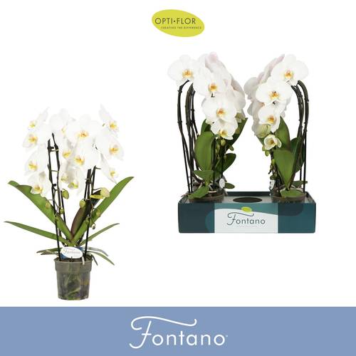 Phal.2-R weiss Fontano Versailles T12 H060