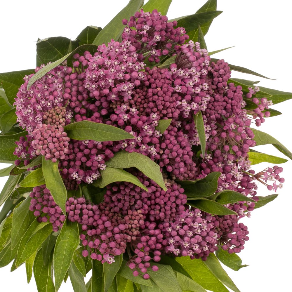 Aesclepia dunkelrosa Soulmate 50cm