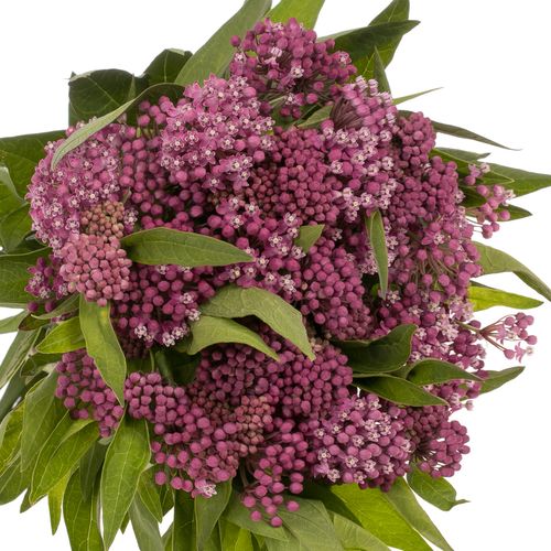 Aesclepia dunkelrosa Soulmate 50cm