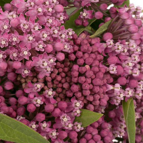 Aesclepia dunkelrosa Soulmate 50cm