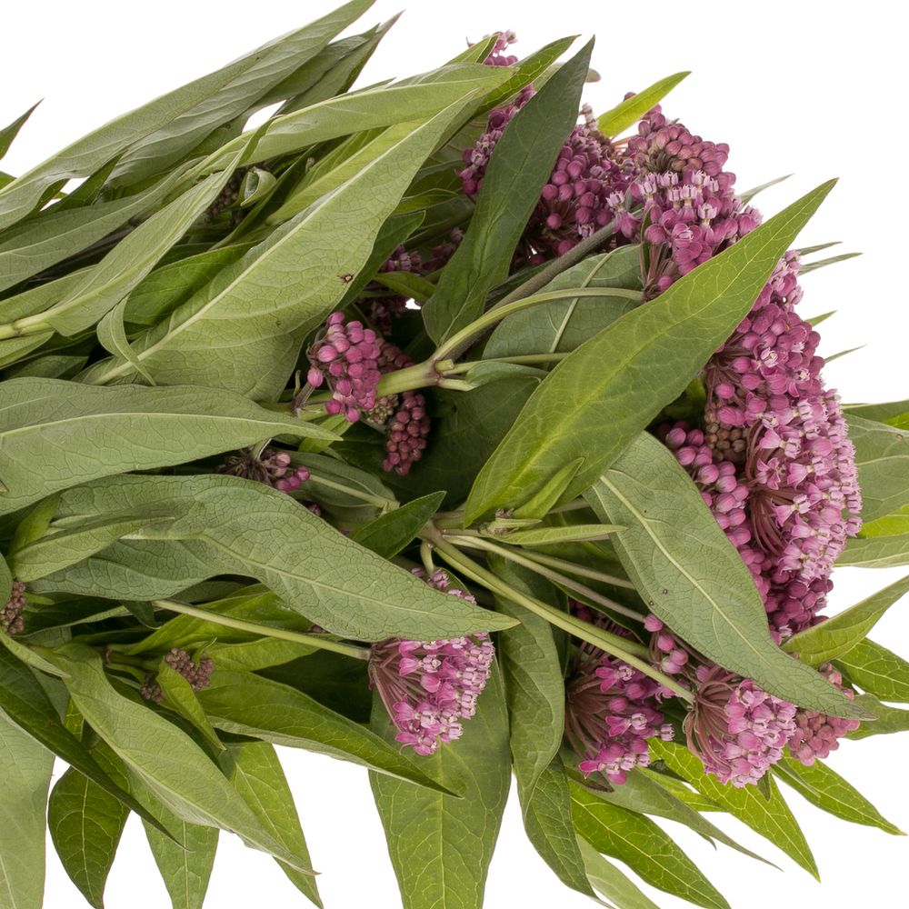 Aesclepia dunkelrosa Soulmate 50cm